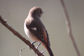 Daurian Redstart 井頭公園 Sat, 2/13/2021