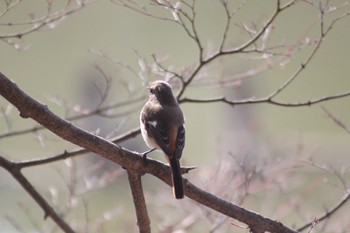 Daurian Redstart 井頭公園 Sat, 2/13/2021