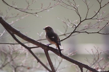 Daurian Redstart 井頭公園 Sat, 2/13/2021