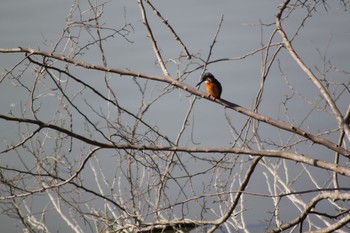 Common Kingfisher 井頭公園 Sat, 2/13/2021