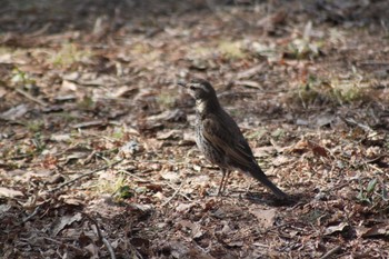 Dusky Thrush 井頭公園 Sat, 2/13/2021