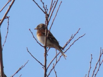 Brambling 泉佐野市 Sat, 2/13/2021