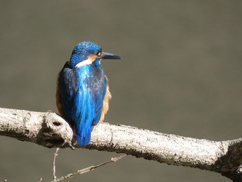 Common Kingfisher 横浜自然観察の森 Thu, 2/11/2021