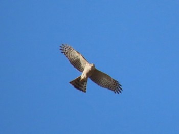 Eurasian Sparrowhawk 泉佐野市 Sat, 2/13/2021