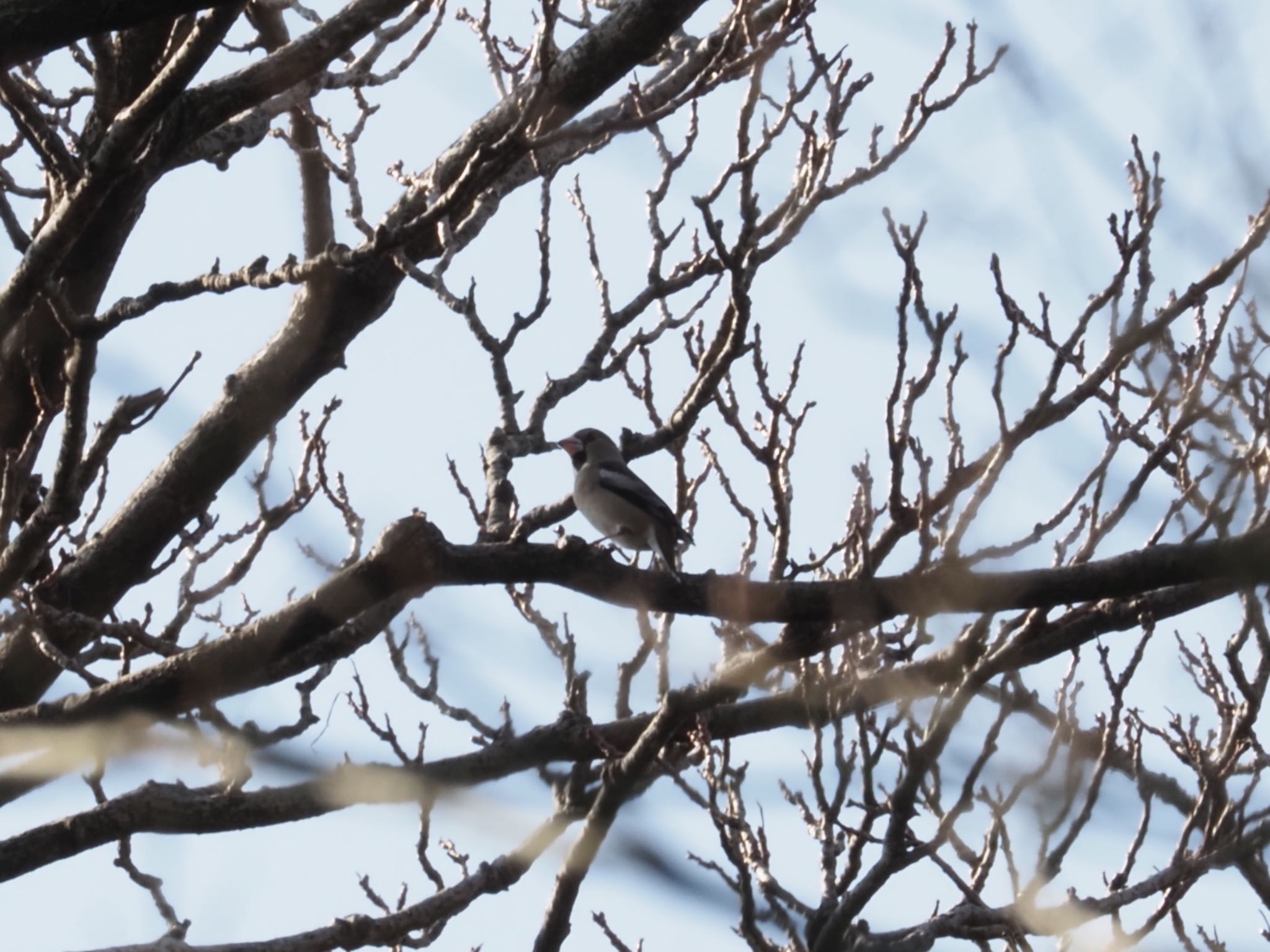 Photo of Hawfinch at 国立科学博物館附属自然教育園 (港区, 東京) by メメタァ