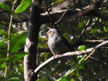 Sat, 2/13/2021 Birding report at 国立科学博物館附属自然教育園 (港区, 東京)