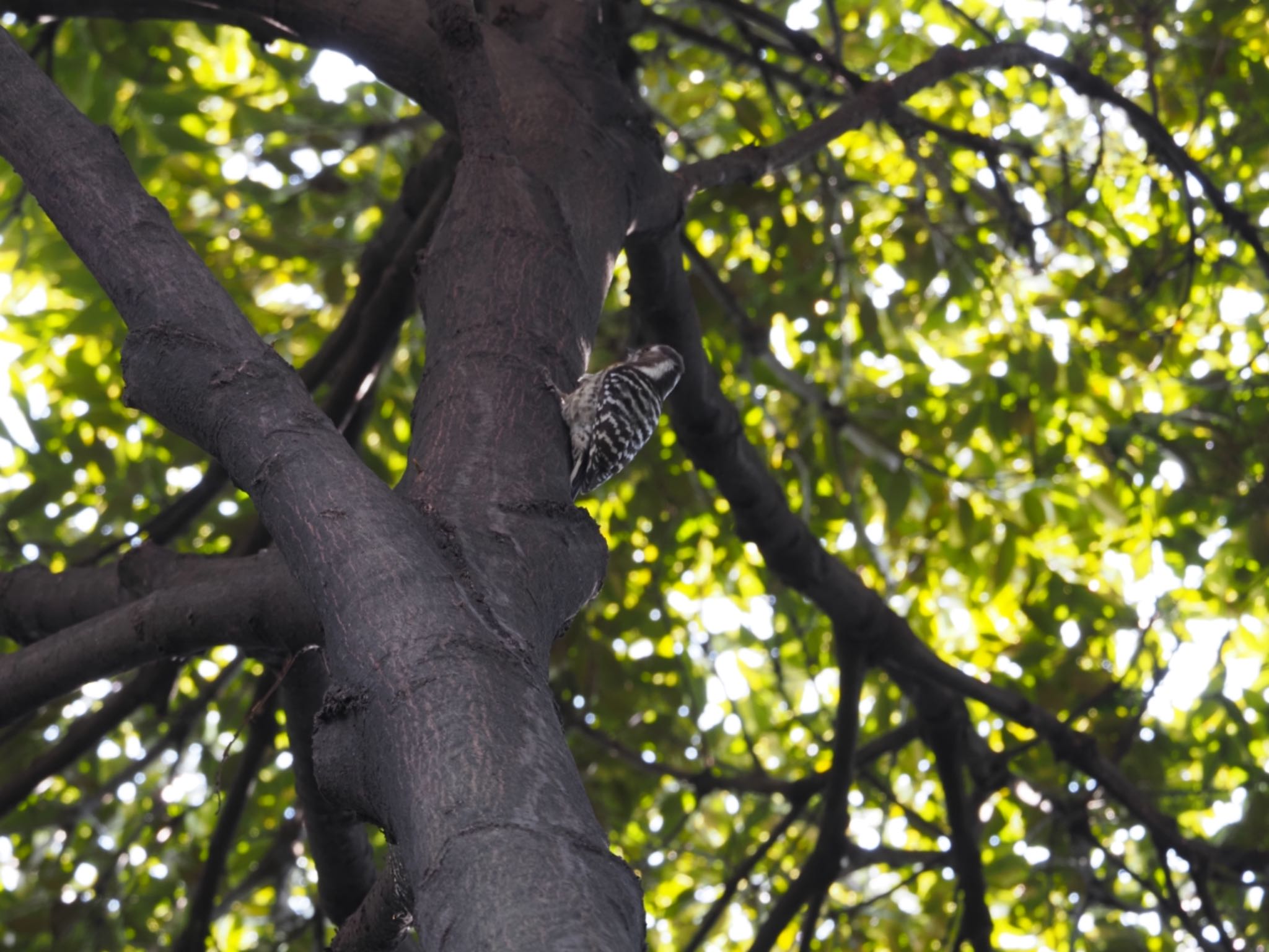 Photo of Japanese Pygmy Woodpecker at 国立科学博物館附属自然教育園 (港区, 東京) by メメタァ