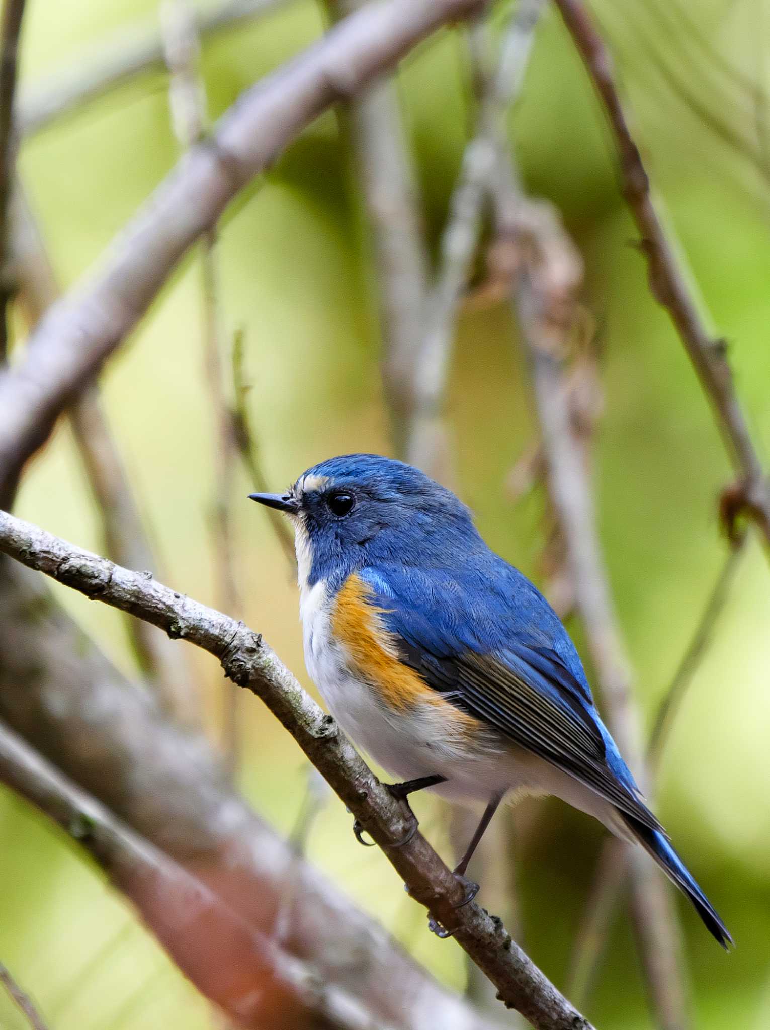 Photo of Red-flanked Bluetail at Yatoyama Park