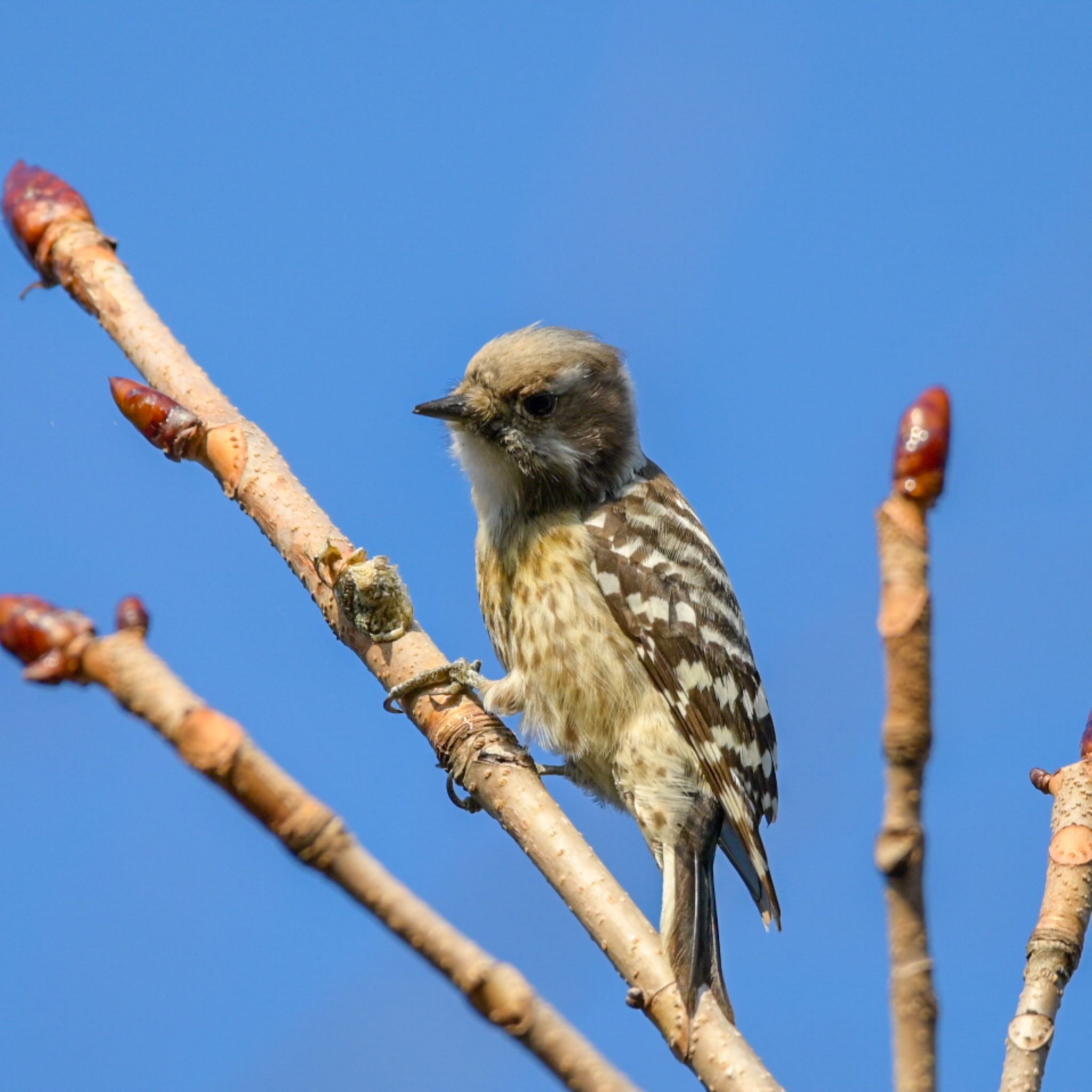 Photo of Japanese Pygmy Woodpecker at  by umtr 