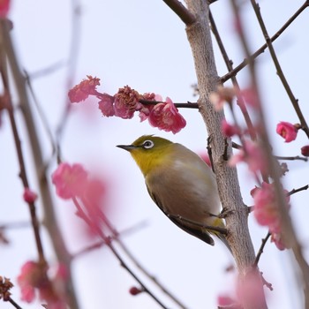 メジロ 場所が不明 2021年2月14日(日)