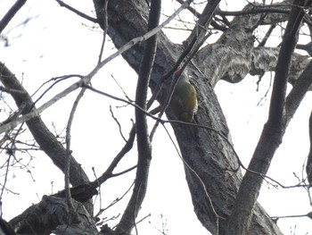 Japanese Green Woodpecker Mitsuike Park Sun, 2/14/2021