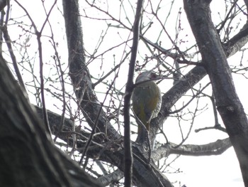 Japanese Green Woodpecker Mitsuike Park Sun, 2/14/2021