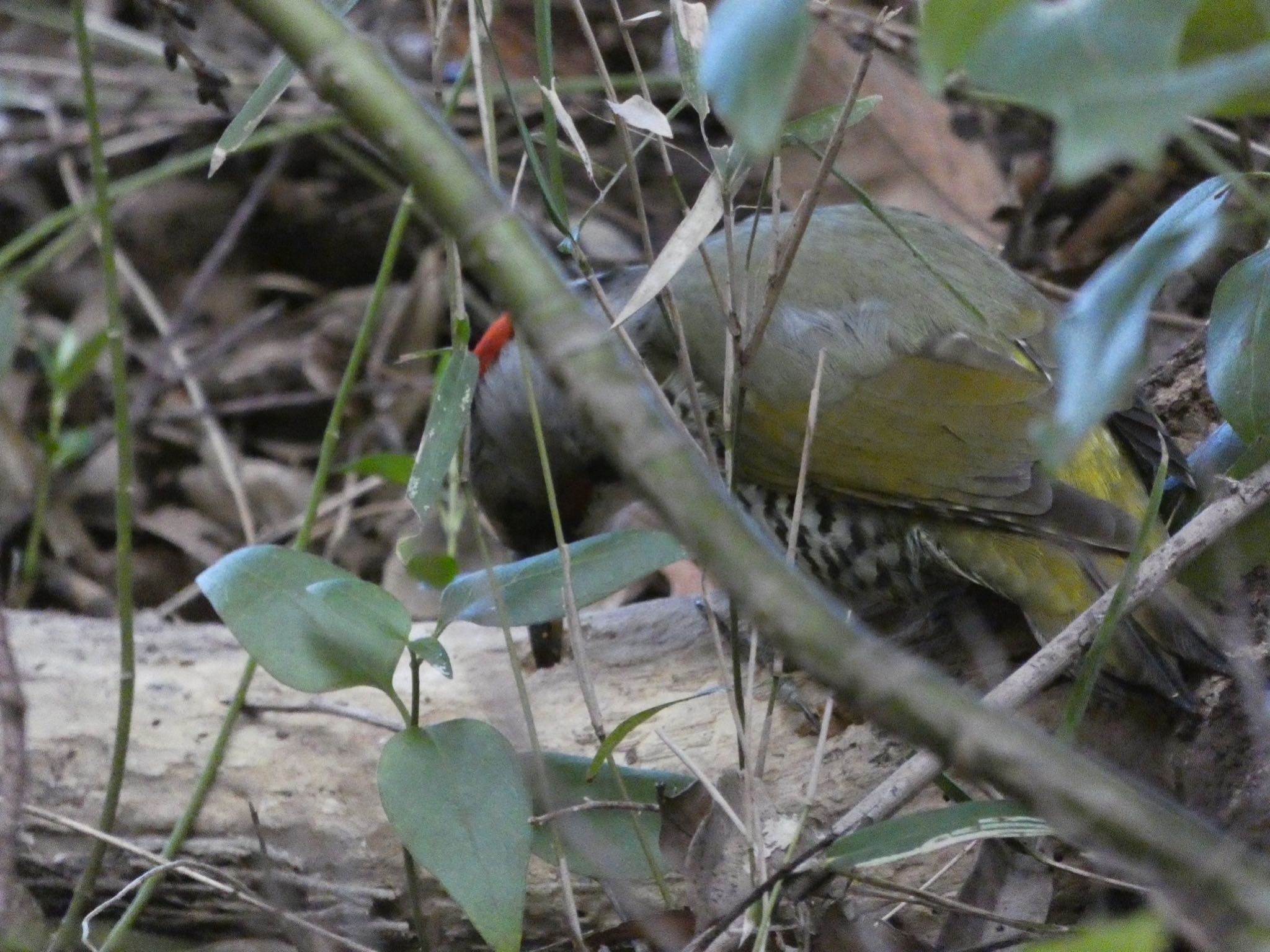 Photo of Japanese Green Woodpecker at Mitsuike Park by yoshikichi