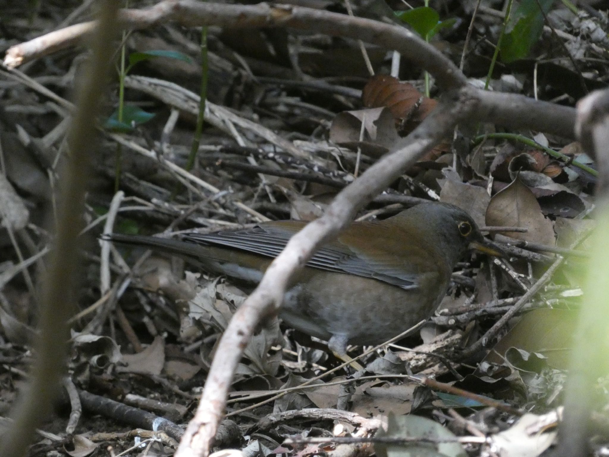Photo of Pale Thrush at Mitsuike Park