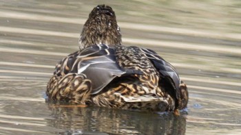 オカヨシガモ 北本自然観察公園 2021年2月14日(日)