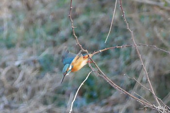 Common Kingfisher Asaba Biotope Wed, 1/4/2017