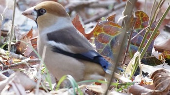 シメ 北本自然観察公園 2021年2月14日(日)