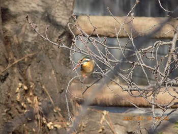 Common Kingfisher 埼玉県鴻巣市吹上　元荒川 Sun, 2/14/2021