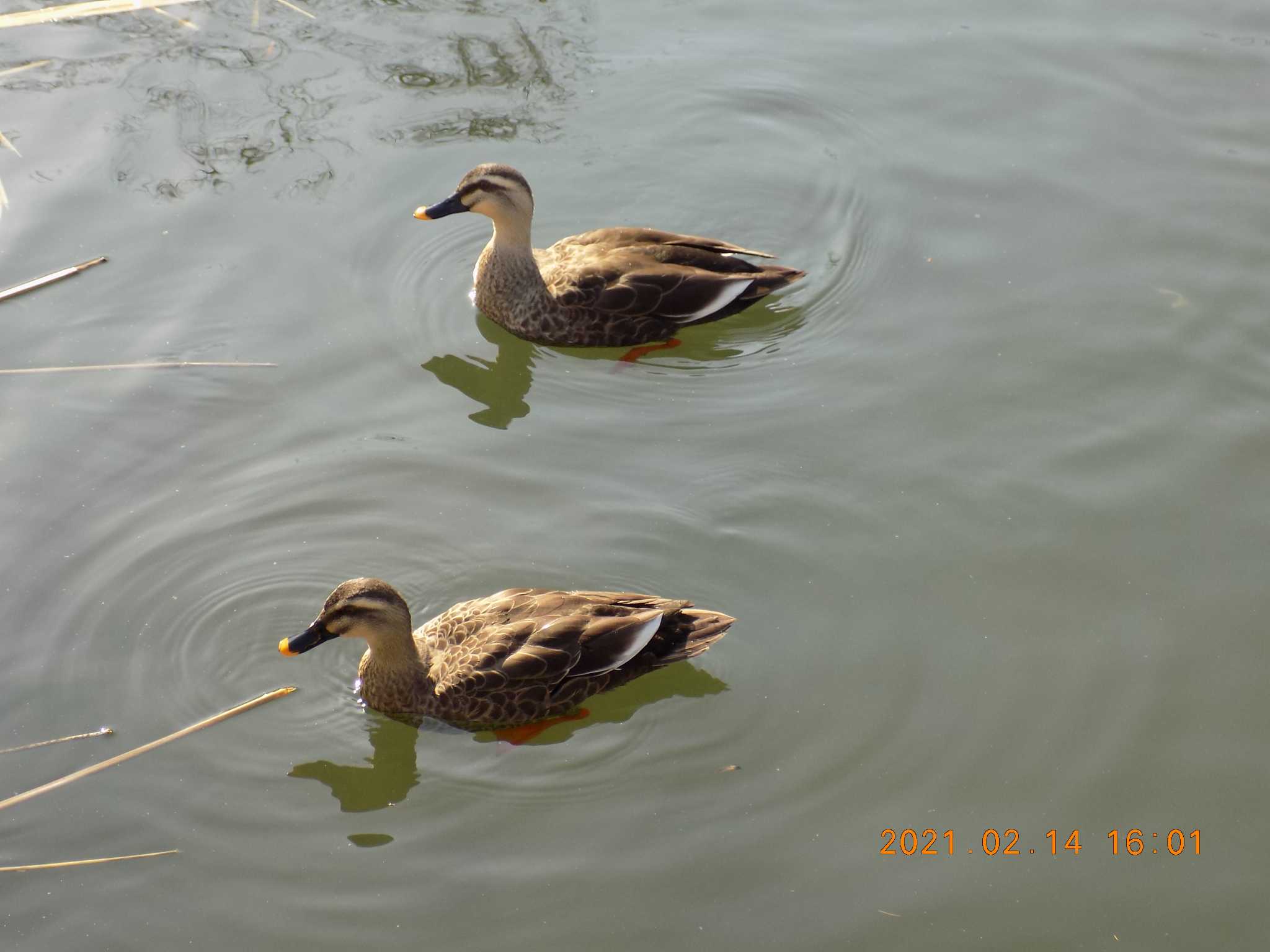 Photo of Eastern Spot-billed Duck at 埼玉県行田市　水城公園