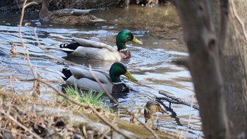 マガモ 北本自然観察公園 2021年2月14日(日)