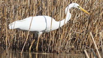 ダイサギ 北本自然観察公園 2021年2月14日(日)