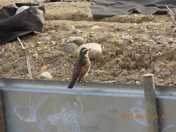 Dusky Thrush 埼玉県熊谷市佐谷田 Wed, 2/10/2021