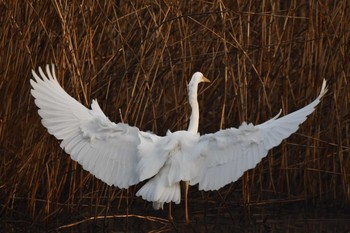 Sun, 2/14/2021 Birding report at Kitamoto Nature Observation Park