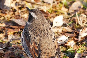 Dusky Thrush Asaba Biotope Wed, 1/4/2017