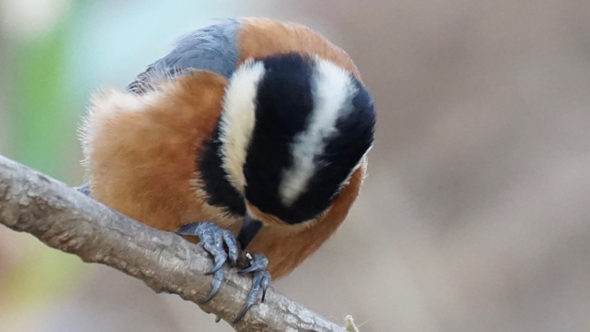 Photo of Varied Tit at Kitamoto Nature Observation Park