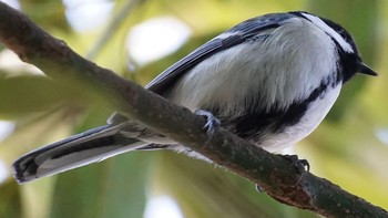 2021年2月14日(日) 北本自然観察公園の野鳥観察記録