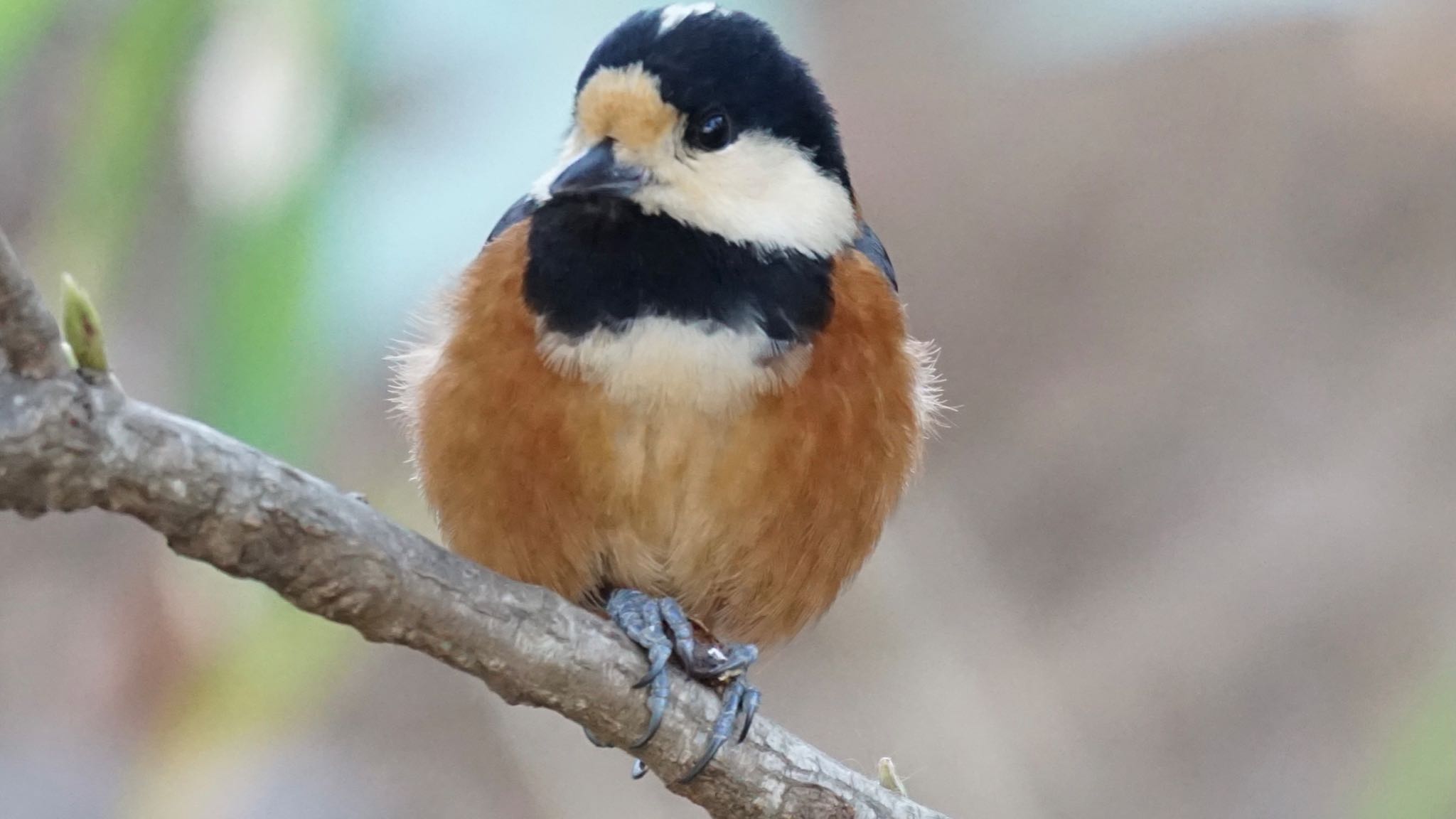 Photo of Varied Tit at Kitamoto Nature Observation Park