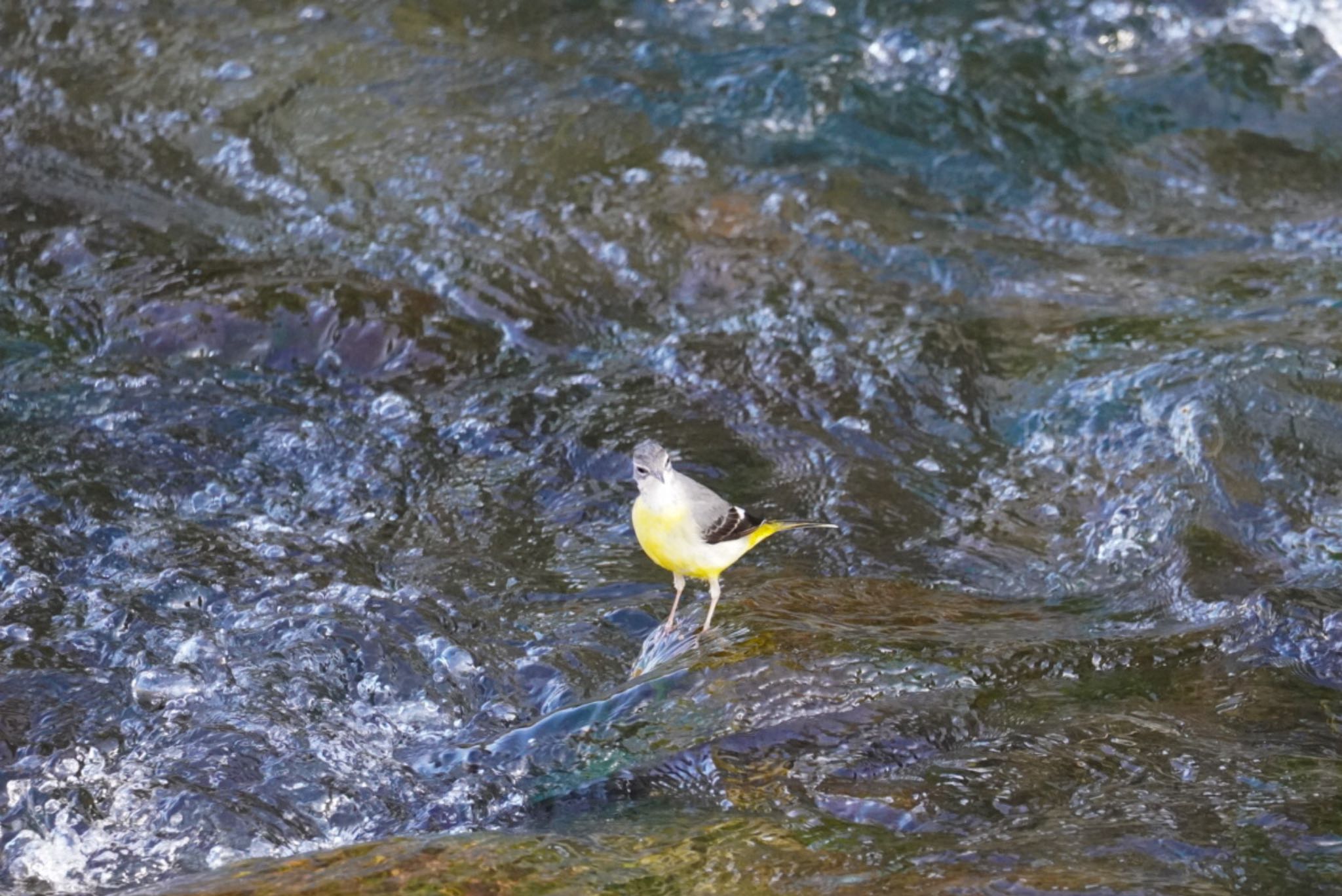 湯河原 キセキレイの写真 by KEI