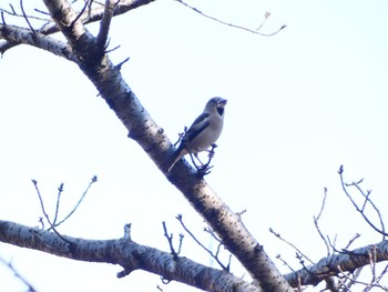 Hawfinch Tama Cemetery Sun, 2/14/2021