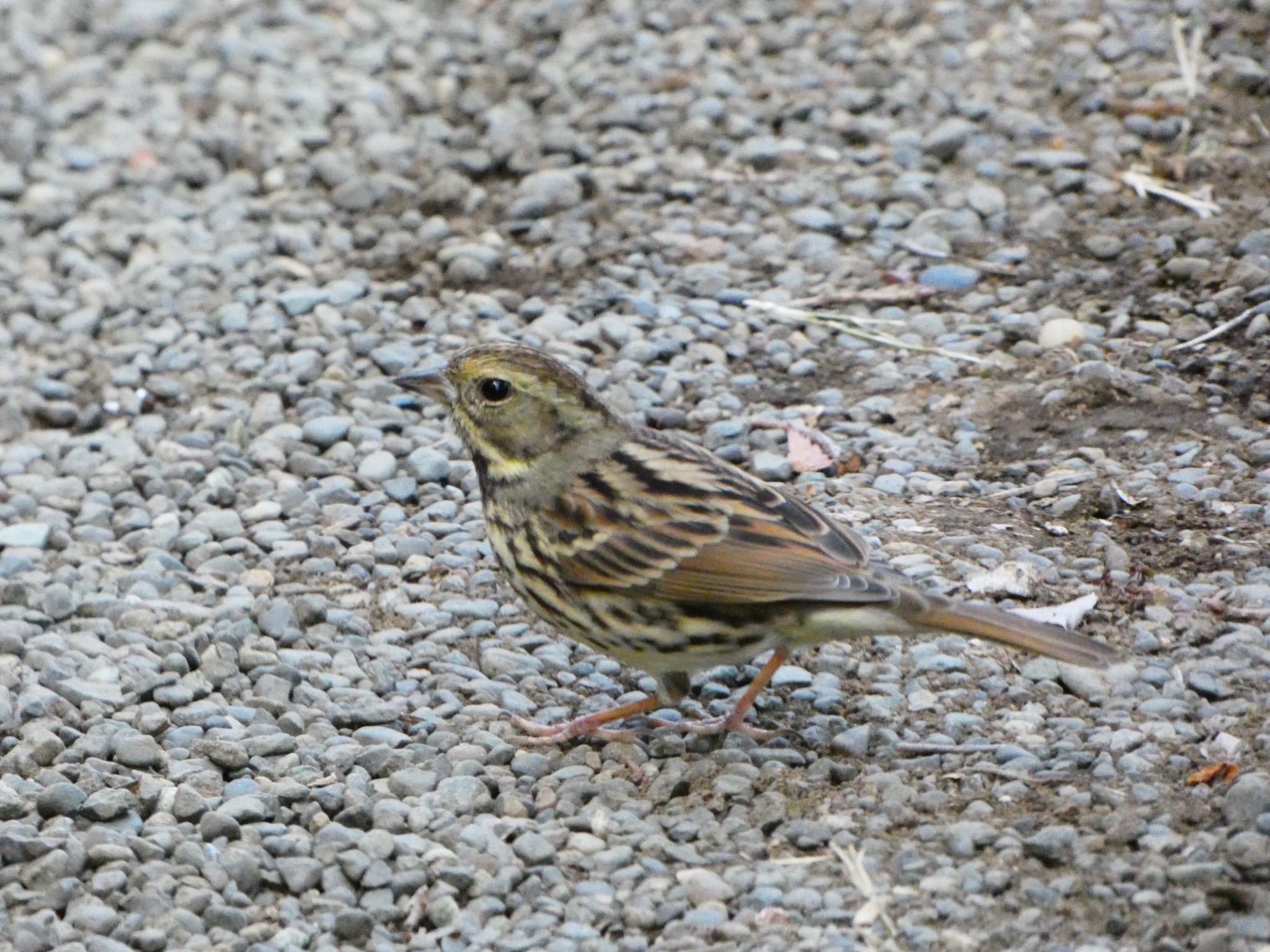 Photo of Masked Bunting at Meiji Jingu(Meiji Shrine)