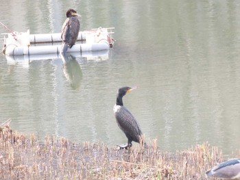 カワウ 隼人池 2021年2月14日(日)