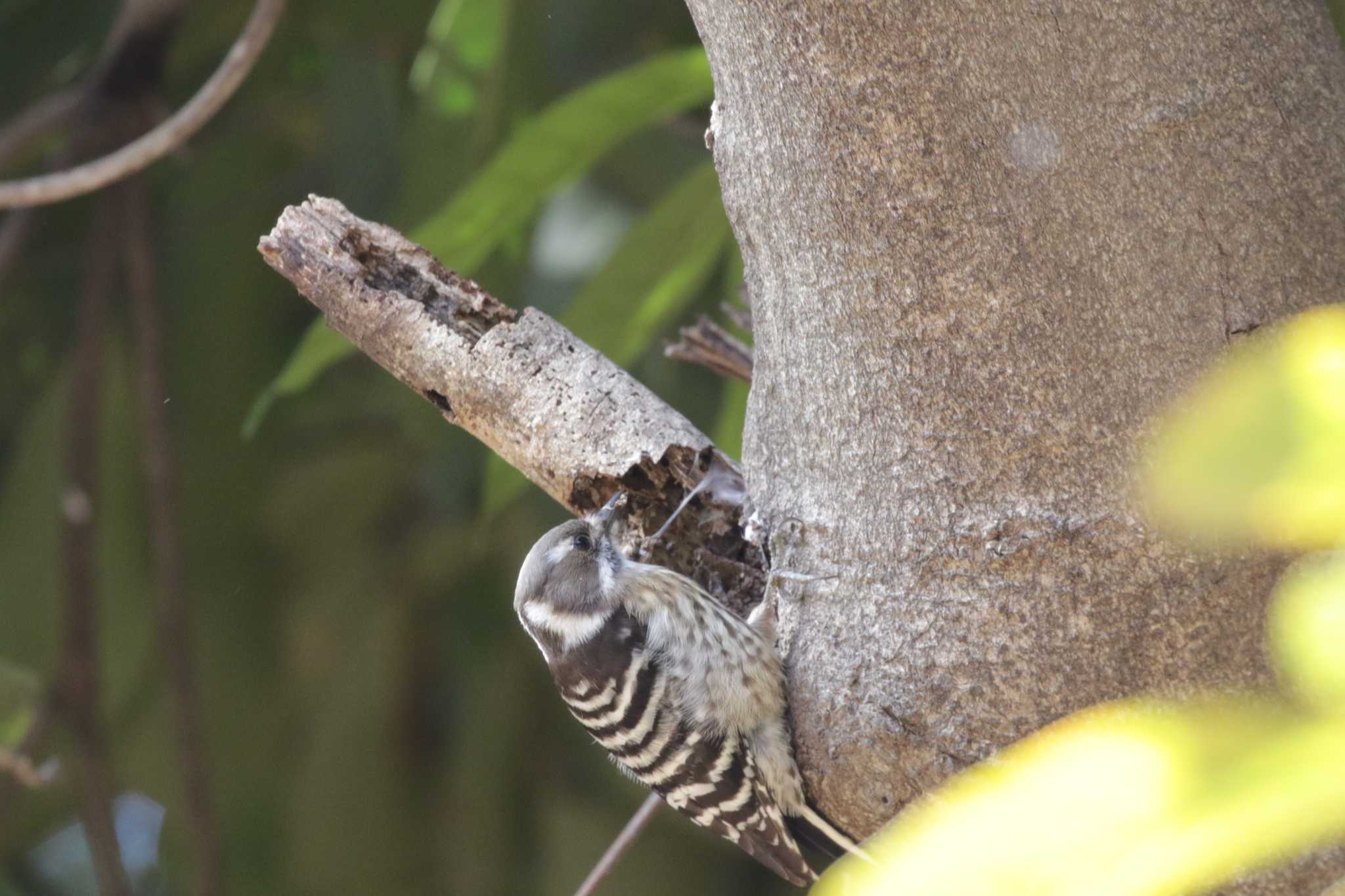 Photo of Japanese Pygmy Woodpecker at Yoyogi Park