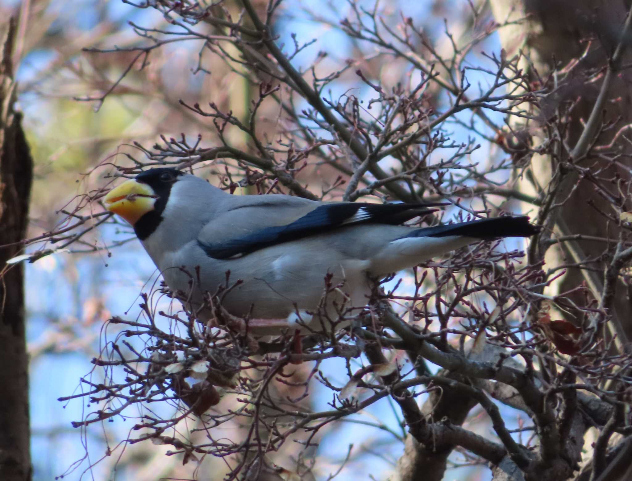 Photo of Japanese Grosbeak at 東京都立桜ヶ丘公園(聖蹟桜ヶ丘)