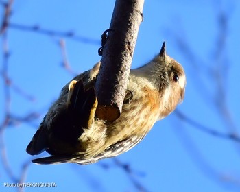 Japanese Pygmy Woodpecker 北山緑化植物園(西宮市) Fri, 1/15/2021