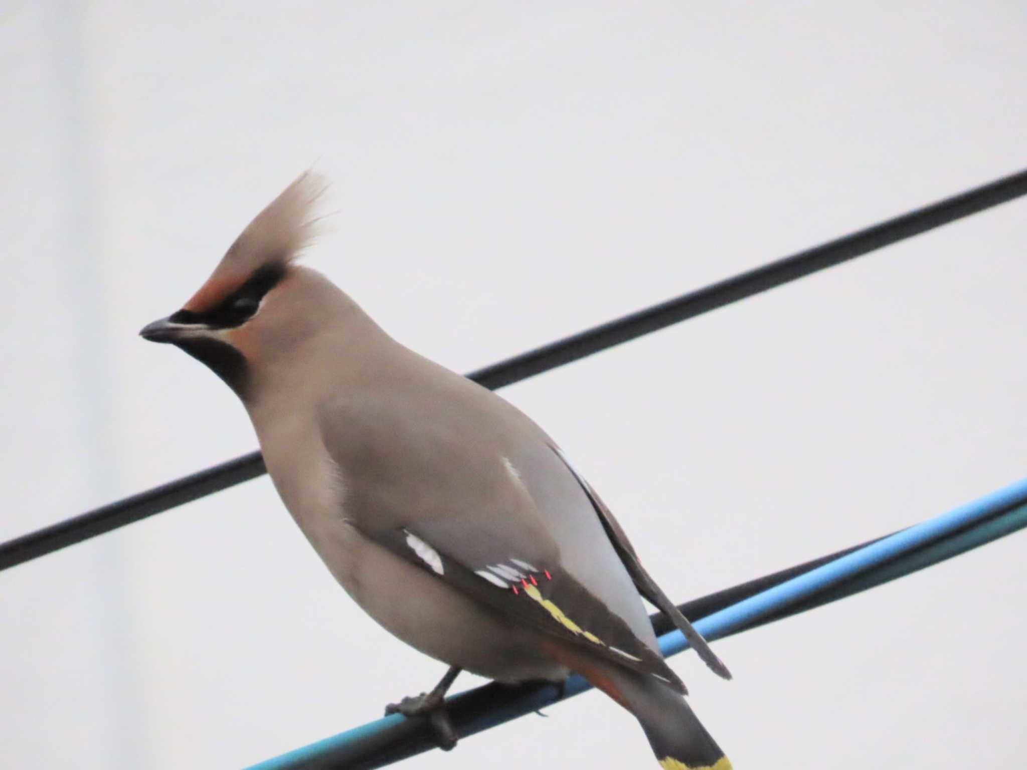 Photo of Bohemian Waxwing at 岡山北区