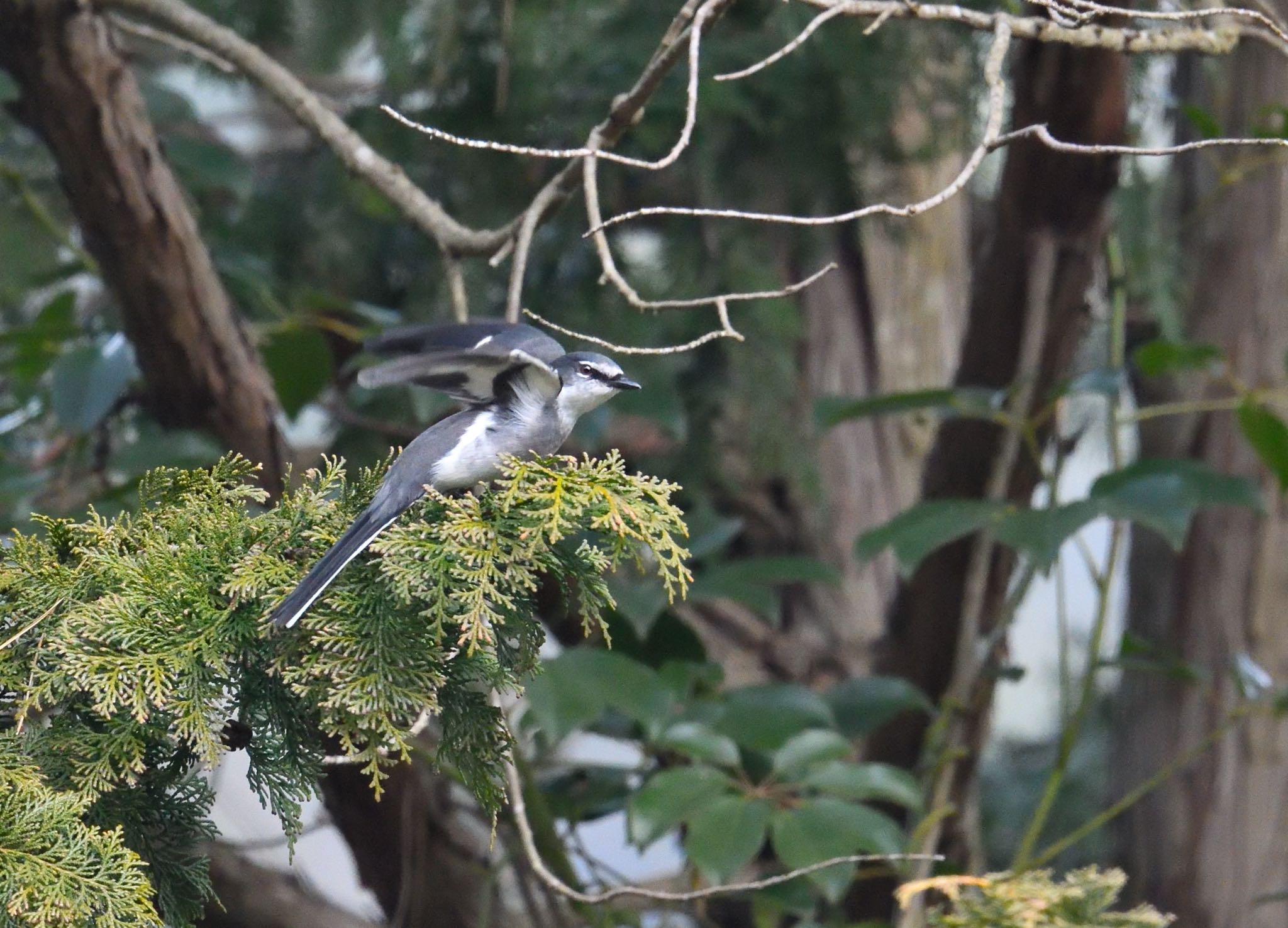 Photo of Ryukyu Minivet at 香川県