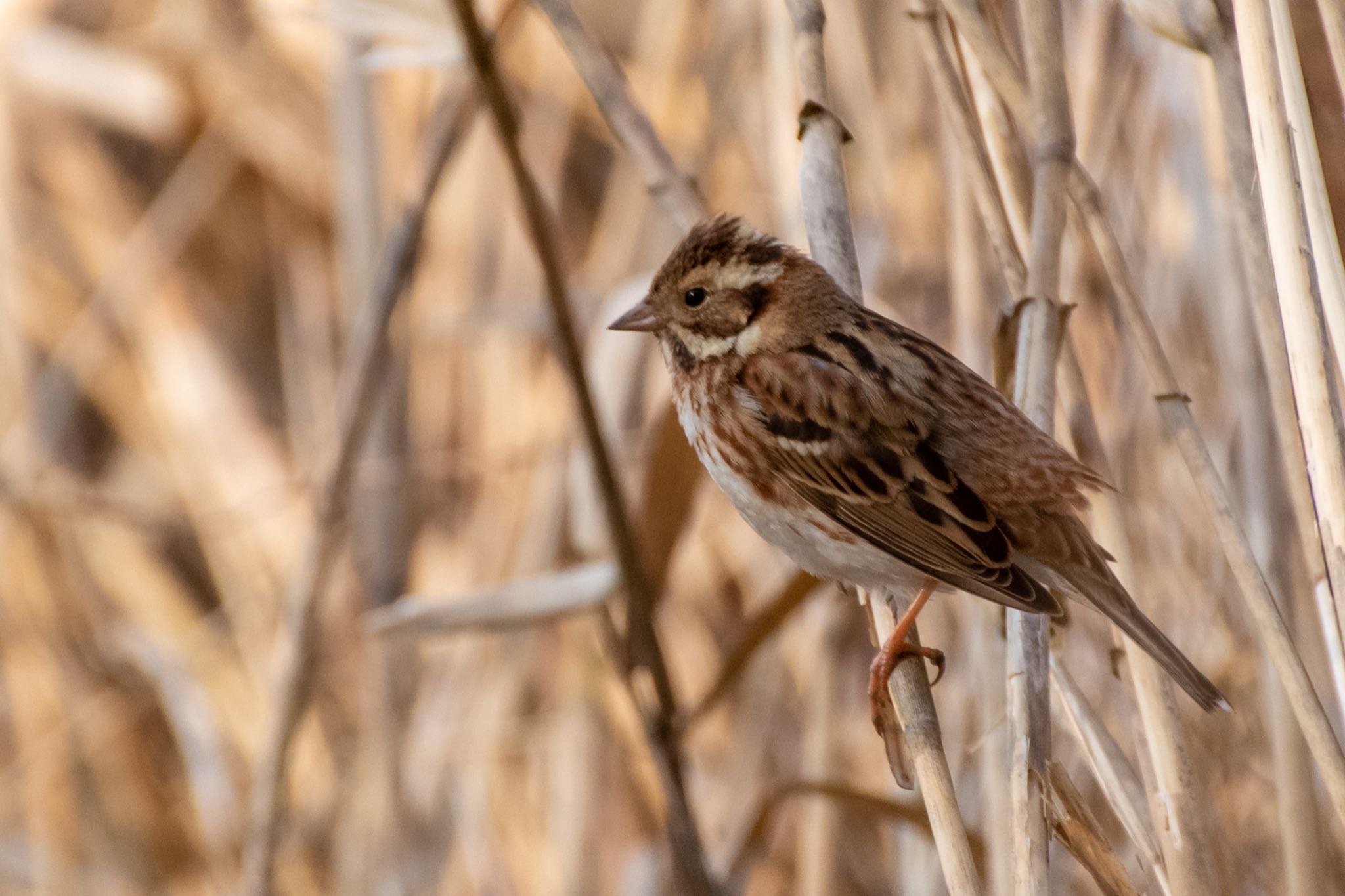 Photo of Rustic Bunting at Kitamoto Nature Observation Park