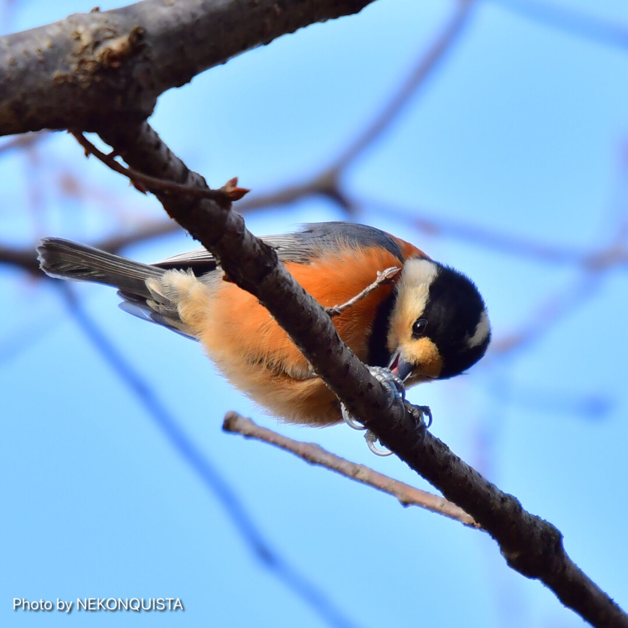 Photo of Varied Tit at 甲山森林公園 by NEKONQUISTA