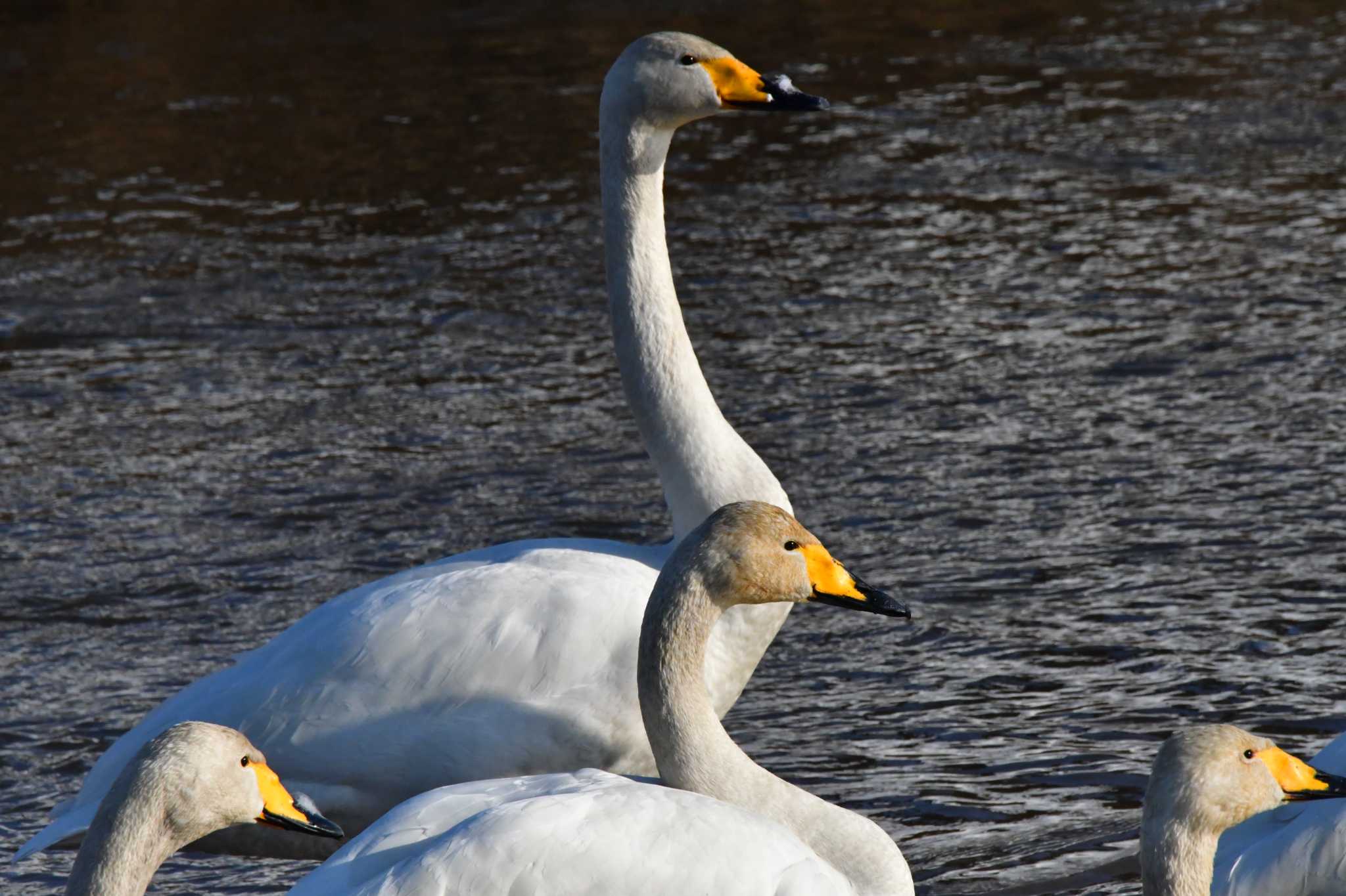 Photo of Whooper Swan at 山形県吉野川土場橋 by のぶ