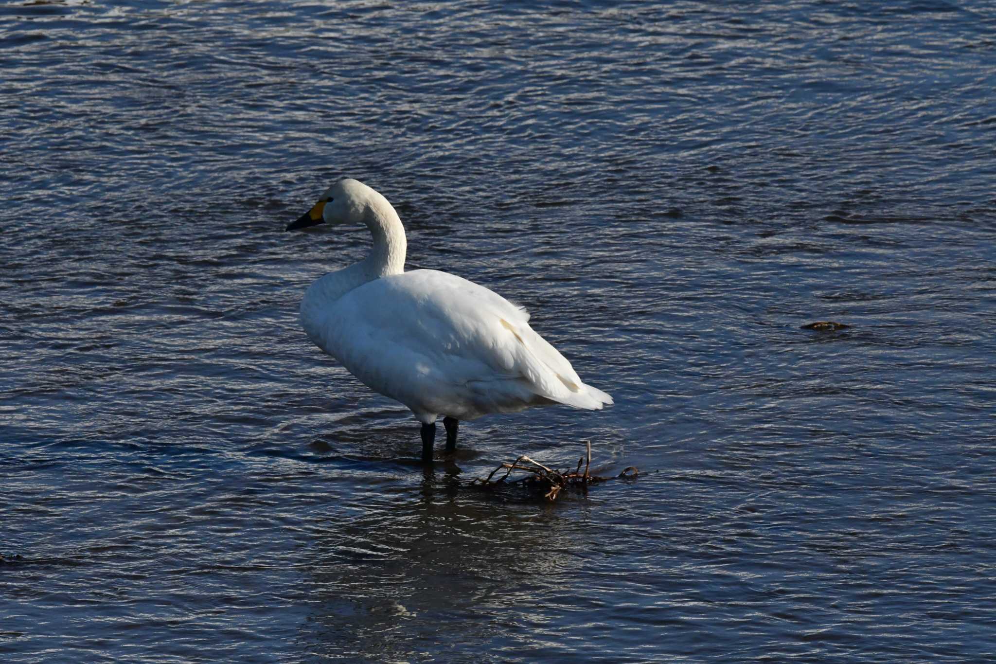 Photo of Tundra Swan at 山形県吉野川土場橋 by のぶ