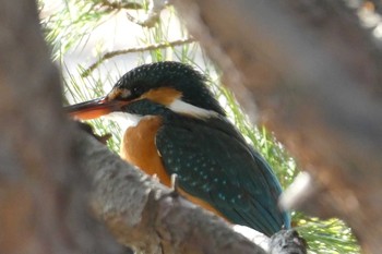 カワセミ 小菅東スポーツ公園 2021年2月14日(日)