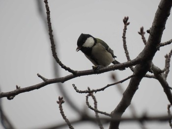 2021年2月4日(木) 山崎川中流域の野鳥観察記録