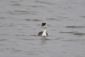 2020年11月8日(日) 渡良瀬遊水地の野鳥観察記録