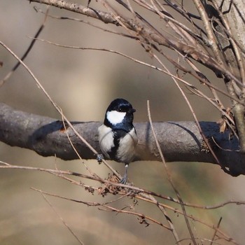 Sun, 2/14/2021 Birding report at 秋ヶ瀬公園付近