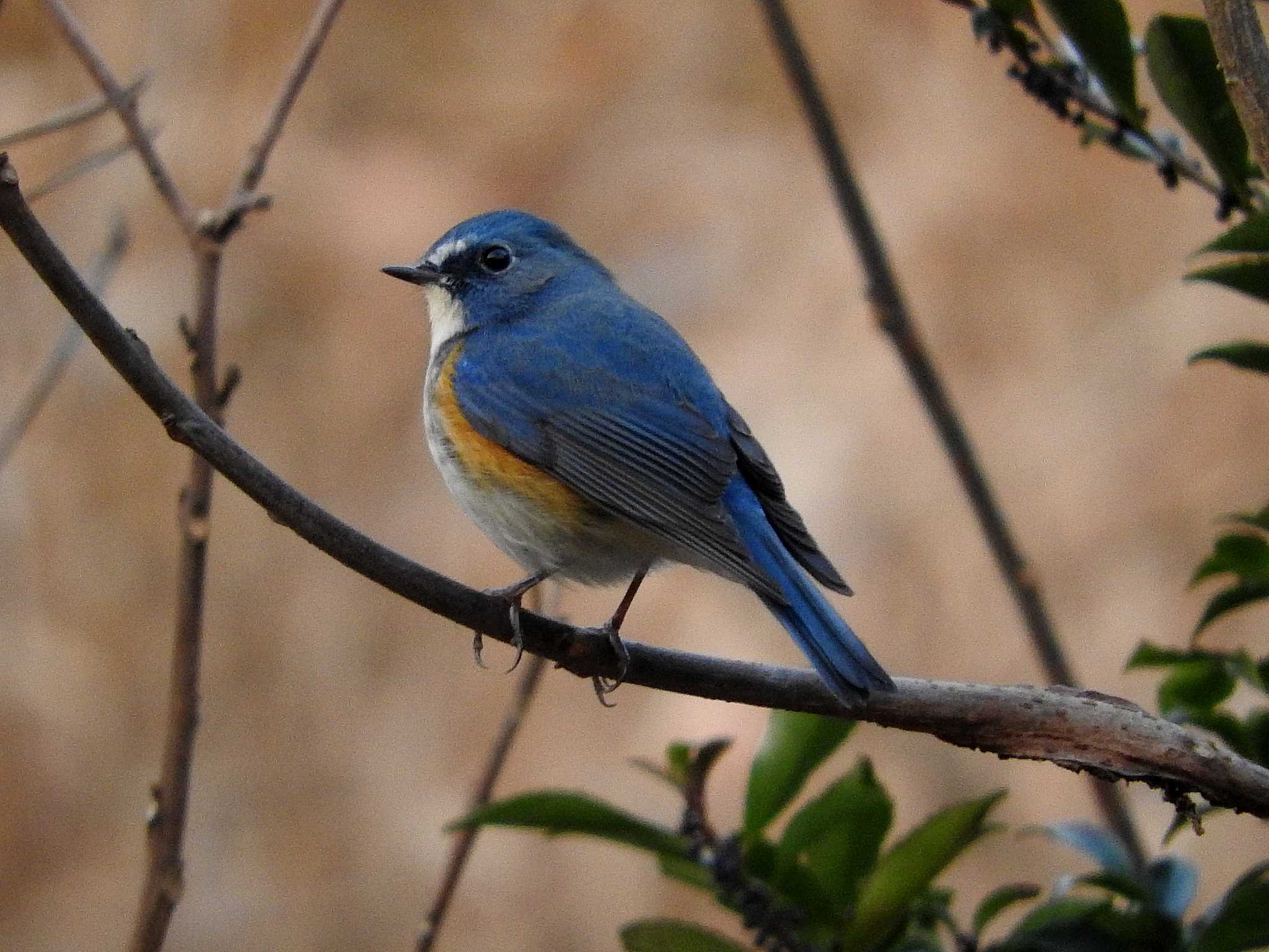 Photo of Red-flanked Bluetail at 愛知県
