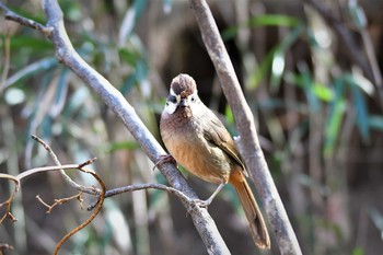 White-browed Laughingthrush 群馬県 Sun, 2/14/2021